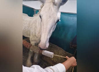 Shire Horse, Wallach, 6 Jahre, 175 cm, Schimmel