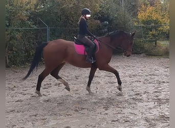 Shire Horse Mix, Wallach, 6 Jahre, 177 cm, Brauner