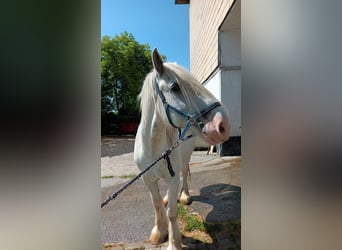 Shire Horse, Wallach, 6 Jahre, 178 cm, Schimmel