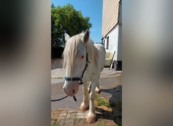 Shire Horse, Wallach, 6 Jahre, 178 cm, Schimmel