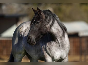 Shire Horse, Wallach, 6 Jahre, Roan-Blue