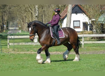 Shire Horse, Wallach, 7 Jahre, 177 cm, Dunkelbrauner