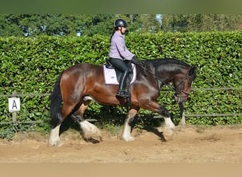 Shire Horse, Wallach, 7 Jahre, 177 cm, Dunkelbrauner