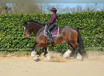 Shire Horse, Wallach, 7 Jahre, 177 cm, Dunkelbrauner