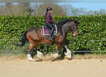 Shire Horse, Wallach, 7 Jahre, 177 cm, Dunkelbrauner