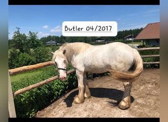 Shire Horse, Wallach, 7 Jahre, 178 cm, Schimmel