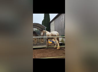 Shire Horse, Wallach, 7 Jahre, 178 cm, Schimmel