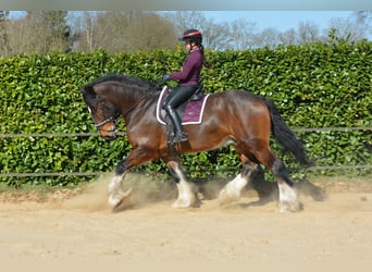 Shire Horse, Wallach, 7 Jahre, 180 cm, Dunkelbrauner