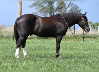 Shire Horse Mix, Wallach, 8 Jahre, 152 cm, Rappe
