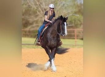 Shire Horse, Wallach, 9 Jahre, 163 cm, Rotbrauner