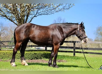 Shire Horse, Wallach, 9 Jahre, 168 cm, Rappe