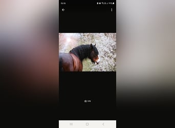 Shire Horse, Wallach, 9 Jahre, 186 cm, Brauner