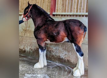 Shire Horse, Wallach, Fohlen (05/2025), 180 cm, Dunkelbrauner
