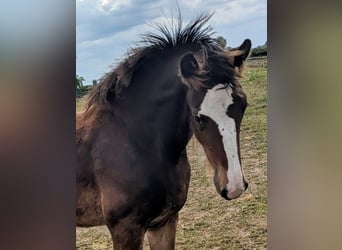Shire Horse, Wallach, Fohlen (05/2025), 180 cm, Dunkelbrauner