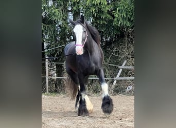 Shire Horse, Yegua, 10 años, 175 cm, Castaño