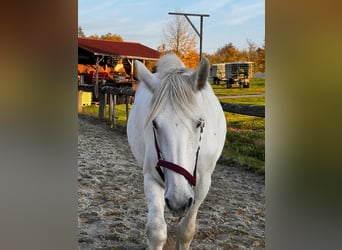 Shire Horse, Yegua, 10 años, 180 cm, Tordo Shire Horse, Yegua, 10 años, 180 cm, Tordo