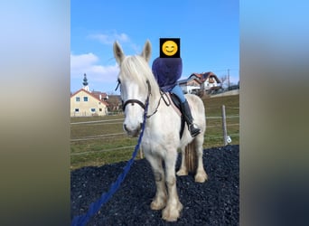 Shire Horse, Yegua, 10 años, 180 cm, Tordo Shire Horse, Yegua, 10 años, 180 cm, Tordo