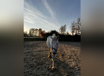 Shire Horse, Yegua, 10 años, 180 cm, Tordo Shire Horse, Yegua, 10 años, 180 cm, Tordo