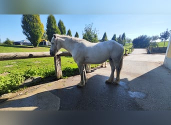Shire Horse, Yegua, 10 años, 180 cm, Tordo Shire Horse, Yegua, 10 años, 180 cm, Tordo