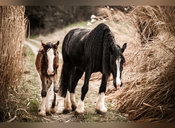 Shire Horse, Yegua, 10 años, 191 cm, Negro