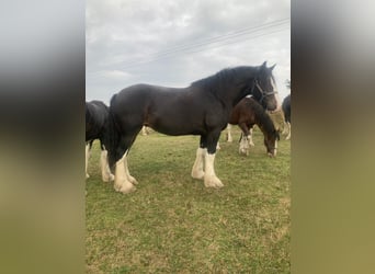 Shire Horse, Yegua, 10 años, 193 cm, Negro