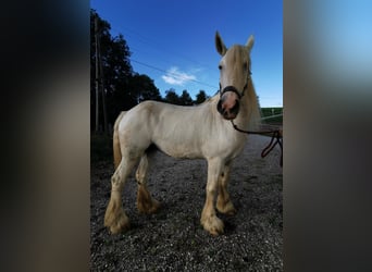 Shire Horse, Yegua, 11 años, 180 cm, Tordo