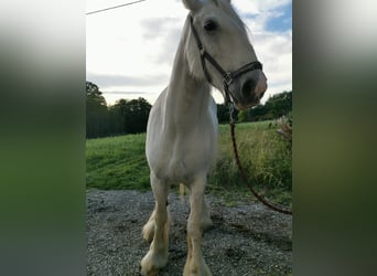 Shire Horse, Yegua, 11 años, 180 cm, Tordo