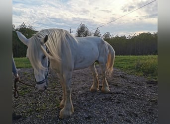 Shire Horse, Yegua, 11 años, 180 cm, Tordo