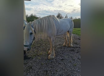 Shire Horse, Yegua, 11 años, 180 cm, Tordo