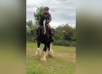Shire Horse, Yegua, 11 años, 185 cm, Negro