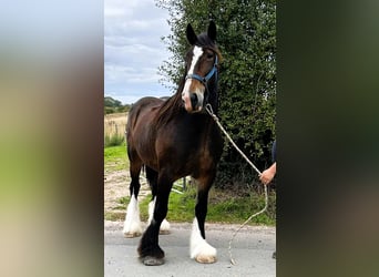 Shire Horse, Yegua, 11 años