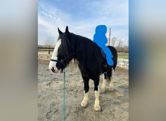 Shire Horse, Yegua, 14 años, 180 cm, Negro