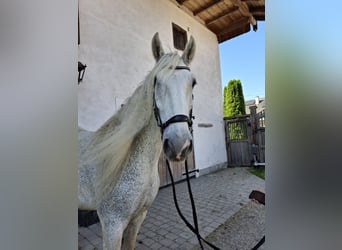 Shire Horse, Yegua, 14 años, 180 cm, Tordo