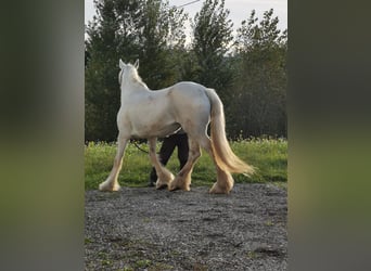 Shire Horse, Yegua, 16 años, 169 cm, Tordo