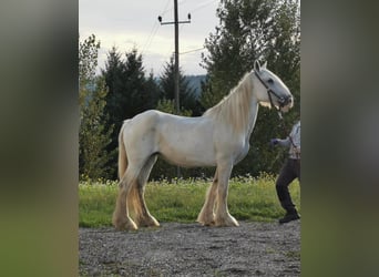 Shire Horse, Yegua, 16 años, 169 cm, Tordo