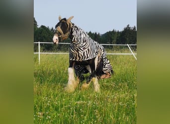 Shire Horse, Yegua, 16 años, 175 cm, Castaño