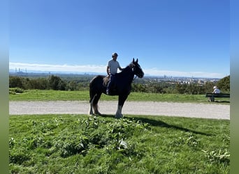 Shire Horse, Yegua, 16 años, 188 cm, Negro