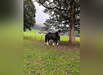 Shire Horse, Yegua, 16 años, Negro