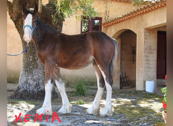 Shire Horse, Yegua, 1 año, 145 cm, Negro