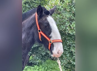 Shire Horse, Yegua, 1 año, 155 cm, Negro