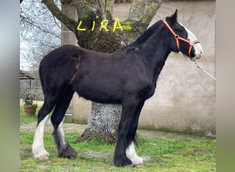 Shire Horse, Yegua, 1 año, 155 cm, Negro