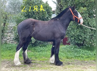 Shire Horse, Yegua, 1 año, 155 cm, Negro