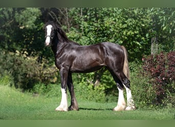 Shire Horse, Yegua, 1 año, 185 cm, Pío