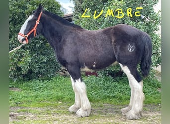 Shire Horse, Yegua, 1 año