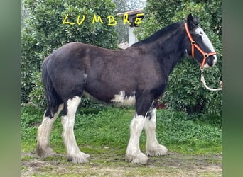 Shire Horse, Yegua, 1 año
