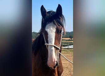 Shire Horse, Yegua, 1 año