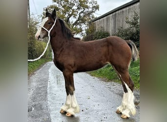 Shire Horse, Yegua, 1 año
