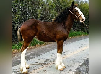 Shire Horse, Yegua, 1 año