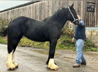Shire Horse, Yegua, 1 año
