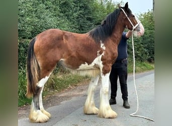 Shire Horse, Yegua, 1 año